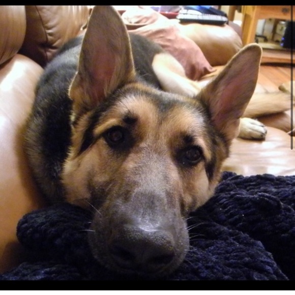 Meet your Posher, Laura - @nikitadoggies - Picture 7 of 7